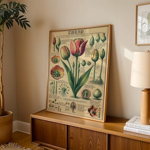 Tulpe Anatomie, Originalzeichnung, Botanischer Kunstdruck, Blumen Wanddekor, Florales Design, Einzigartiges Wohndekor, Herbarium Poster, Sanfte Töne