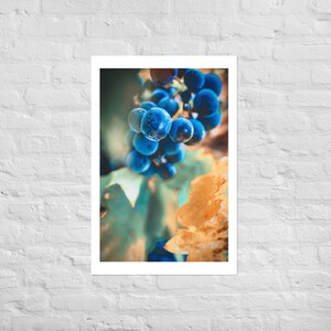 Veraison - Poster