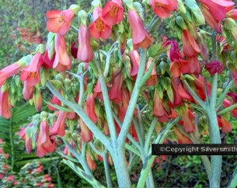 KVITER Leopard Mother of Thousand Seeds Kalanchoe Daigremontiana Alligator Plant