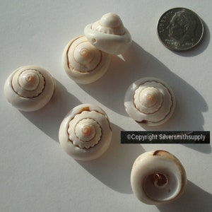 26 geboorde spiraal schelp bedels Schelpen strandhuisje decor nautisch NSS002