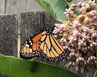 Milkweed Seeds For Monarch Butterfly Survival Organically & Locally Grown 50 Plus Seeds