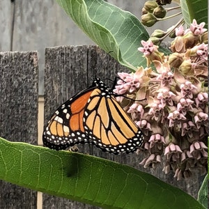 Milkweed Seeds For Monarch Butterfly Survival Organically & Locally Grown 50 Plus Seeds