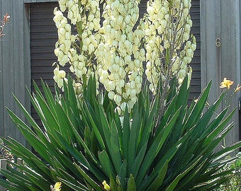 Yucca Seeds Filamentosa Adam&#39;s Needle Organically & Locally Grown Evergreen Shrub 100 Plus Seeds