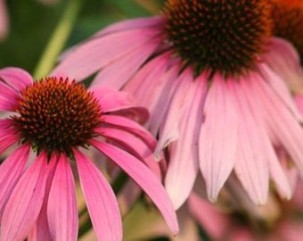 Pink Coneflower (Echinacea) Seeds- Packed for the 2025 Season