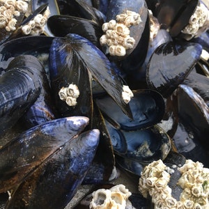Mussels shells 20 beach Shoreline BE coast Natural history shadowbox blue shell supplies mussel clams black decoration craft centerpiece
