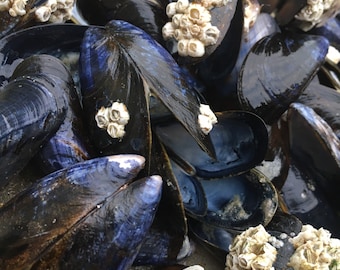 20 Natural Mussels Shells with Barnacles, Beach Craft Supplies
