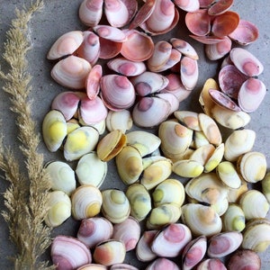 May include: A collection of various seashells in shades of pink, yellow, and white, arranged on a gray surface. The shells vary in size and shape, with visible textures and patterns. A dried plant stem is on the left side of the image.