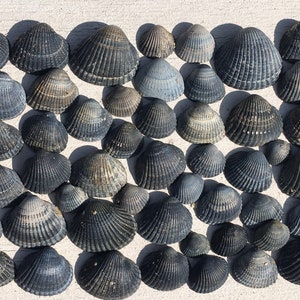 Zwarte schelpen Natuurhistorisch strand Shell 50 België Noordzee levert schaduwdoos levert biologisch uniek strandvondsten België Kustvondst