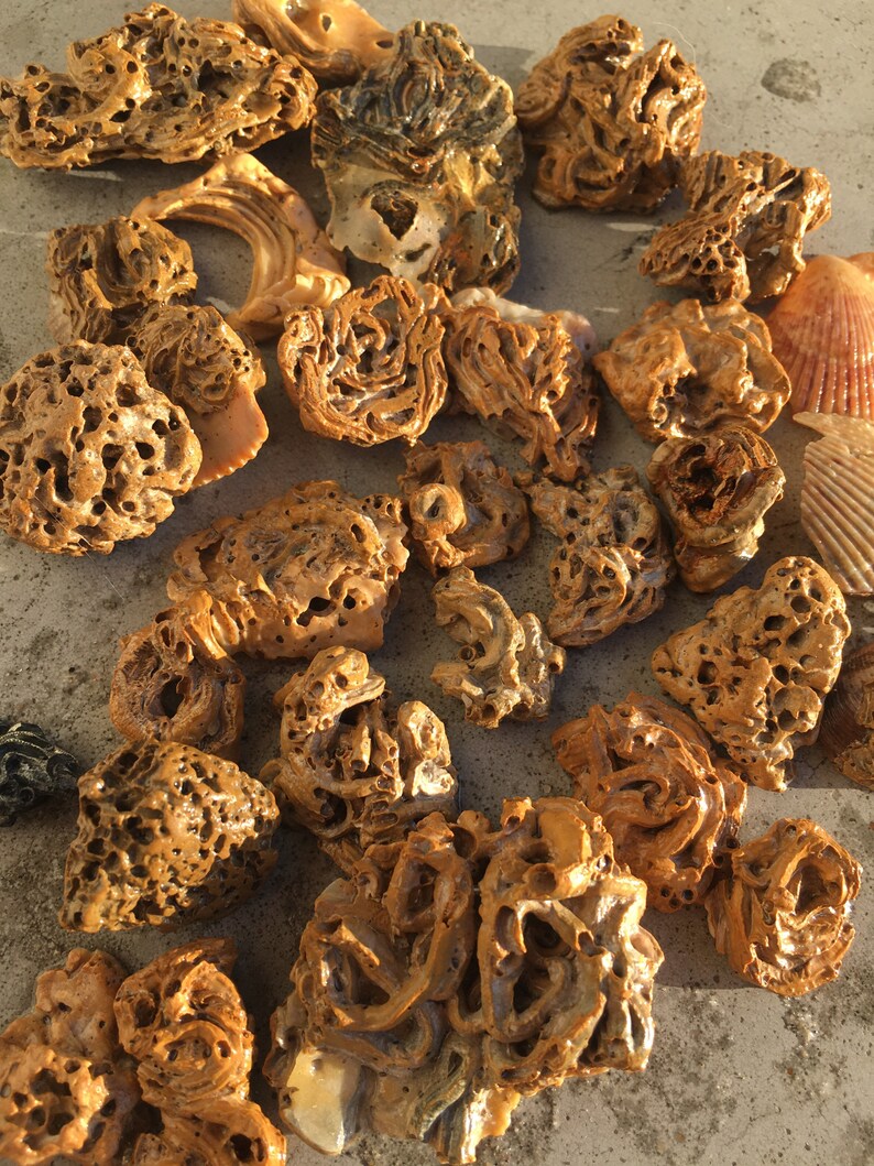 Natural History Biology Science Fossil Clam Shell Shadow Box Etsy