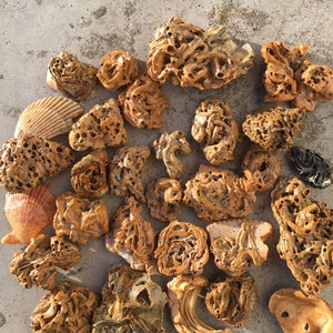 Può includere: Una collezione di 25 pezzi di corallo fossilizzato marrone e arancione. Il corallo è di varie forme e dimensioni, alcuni con una texture ruvida e altri con una texture liscia.