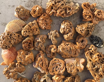 Fossil Muschel Muschel Mix, Nordsee Strandfunde, Naturkundlich (15 Stück)