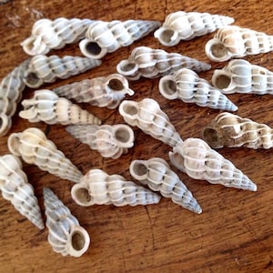 May include: A collection of small, white and gray seashells with a ribbed texture. The shells are arranged on a wooden surface.