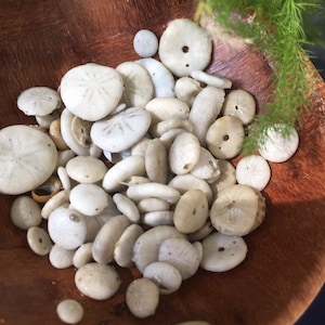 Könnte beinhalten: Eine Holzschale gefüllt mit verschiedenen weißen Sanddollars und glatten, weißen Steinen.