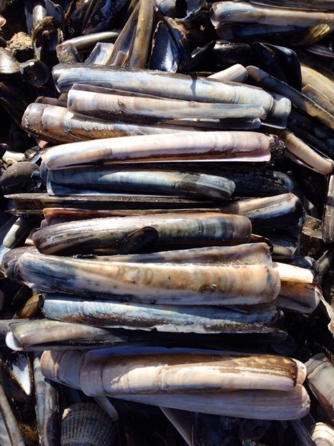 Razor Clam Shells: Belgium North Sea Beach Finds, Natural Colors (set ...