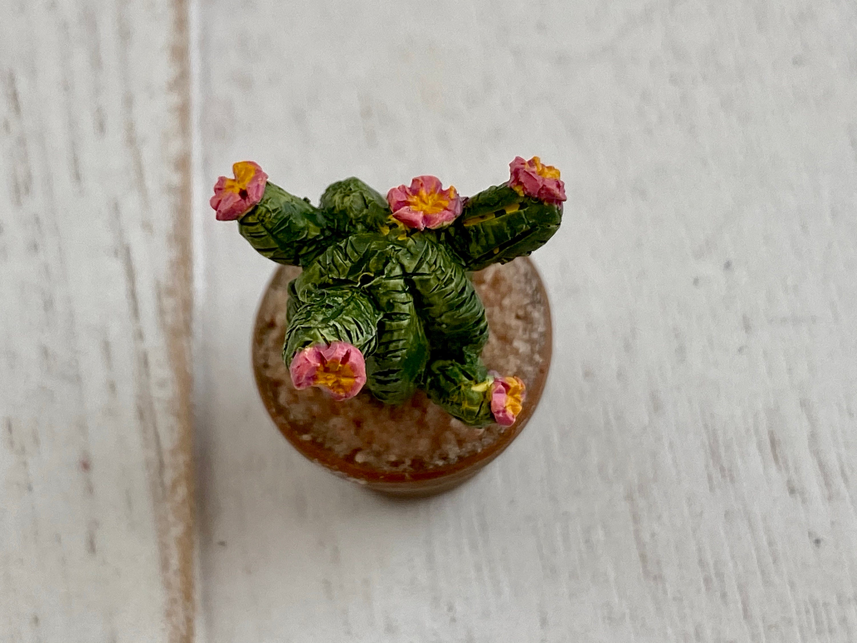 Miniature Cactus, Mini Flowering Cactus in Clay Look Pot ...