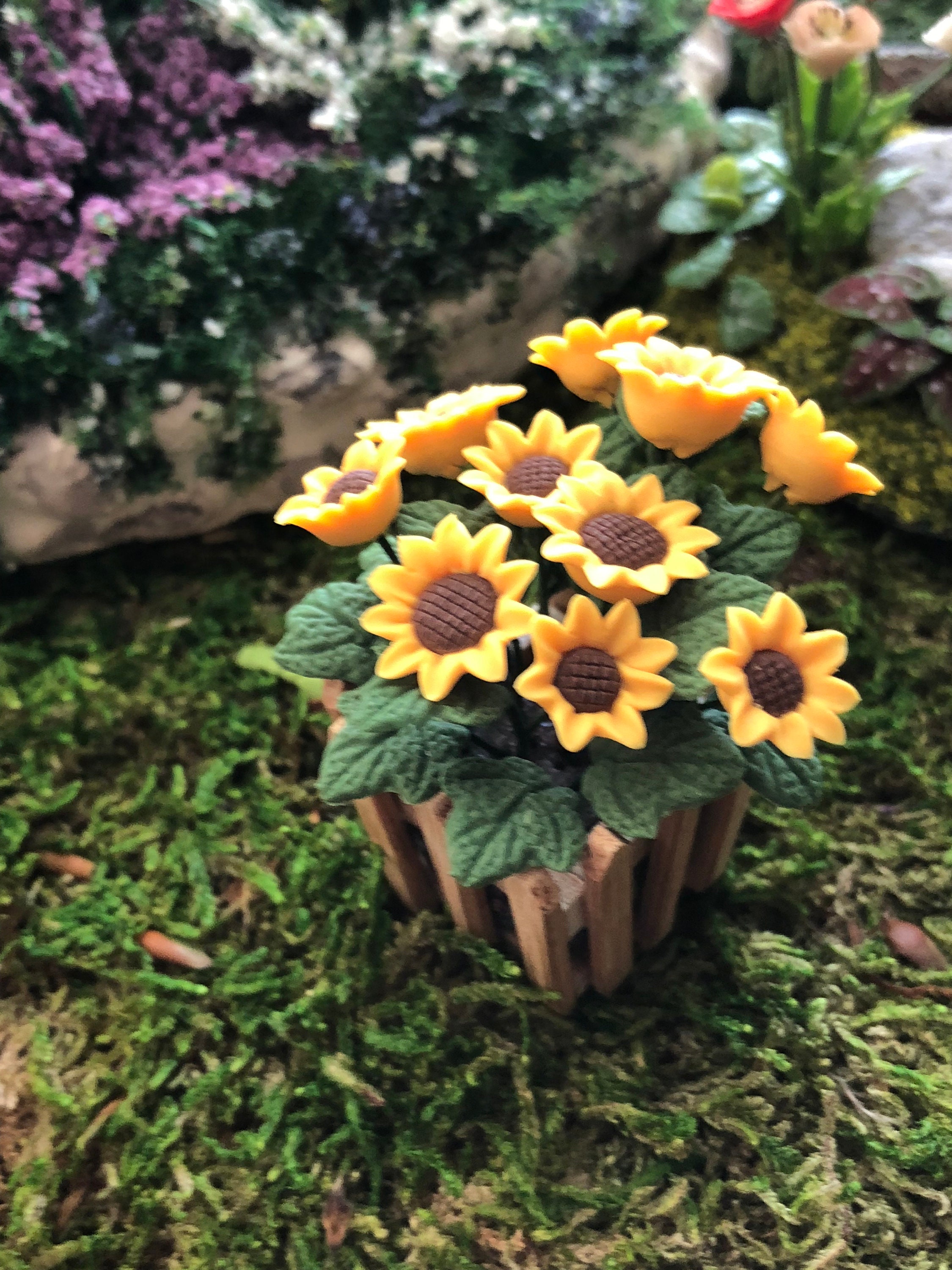 Miniature Sunflowers, Sunflowers in Wood Picket Fence Planter