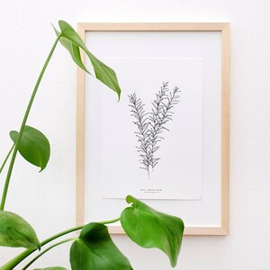 ROSEMARY PRINT, Botanical Print, minimal wall decor, botany print, botanical Illustration, Botanical Wall Art, Kitchen Decor, Gift Idea image 1