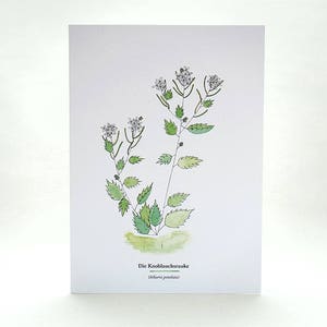 Botanical Greeting Card GARLIC MUSTARD, wild herbs, ecofriendly cards with envelopes, wilderness, botanical illustration, edible wild foods