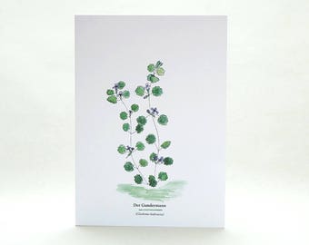 Botanische Grußkarte  GUNDERMANN, Umschlag Kraftpapier, Grußkarte Gärtner, botanische Illustration, Pflanzenbestimmung, Wildpflanze