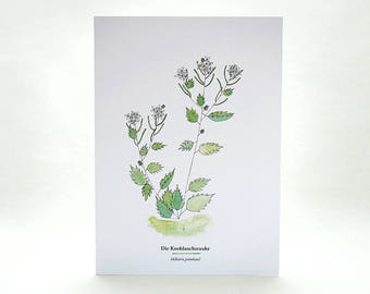 Botanical Greeting Card GARLIC MUSTARD, wild herbs, ecofriendly cards with envelopes, wilderness, botanical illustration, edible wild foods