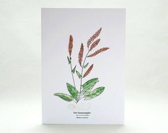 Botanische Grußkarte | Sauerampfer | Kräuterwanderung | Wildpflanzen | Grußkarte Kräuter | florale Illustration | Geschenk für Gärtner