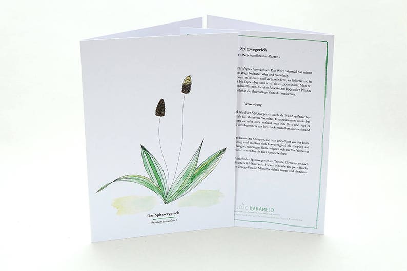 Botanical Greeting Card, RIBWORT, Useful Plants, Wild Herbs, Gardener Gift, Botanical Card, Plant Identification, Plant Lover, Garden Herbs image 5