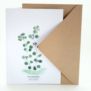 Greeting Card Ground Ivy, Useful Plants, Wild Herbs, Gardener Gift, Botanical Card, Plant Identification, Plant Lover, Garden Herbs