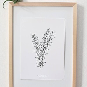 ROSEMARY PRINT, Botanical Print, minimal wall decor, botany print, botanical Illustration, Botanical Wall Art, Kitchen Decor, Gift Idea image 2