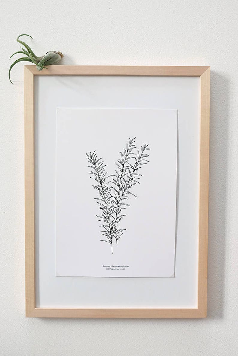 ROSEMARY PRINT, Botanical Print, minimal wall decor, botany print, botanical Illustration, Botanical Wall Art, Kitchen Decor, Gift Idea image 2