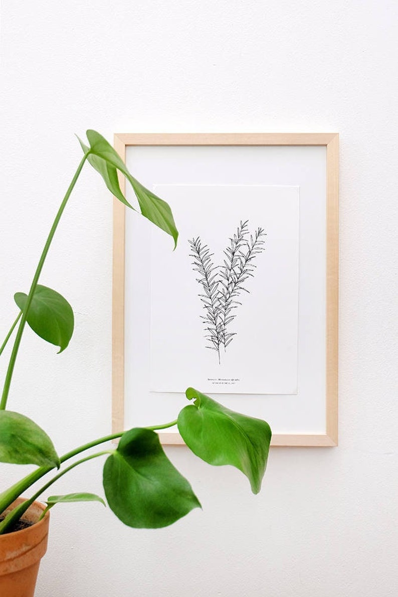 ROSEMARY PRINT, Botanical Print, minimal wall decor, botany print, botanical Illustration, Botanical Wall Art, Kitchen Decor, Gift Idea image 1