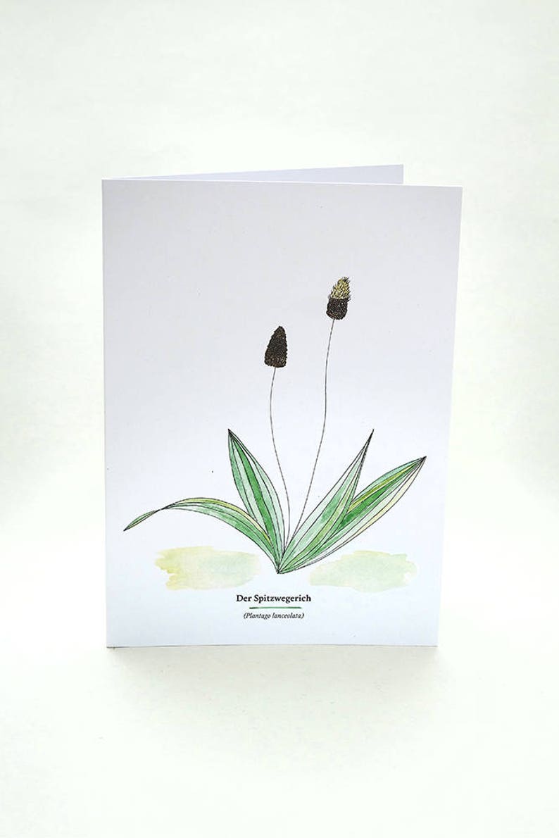 Botanical Greeting Card, RIBWORT, Useful Plants, Wild Herbs, Gardener Gift, Botanical Card, Plant Identification, Plant Lover, Garden Herbs image 2