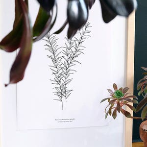 ROSEMARY PRINT, Botanical Print, minimal wall decor, botany print, botanical Illustration, Botanical Wall Art, Kitchen Decor, Gift Idea image 3