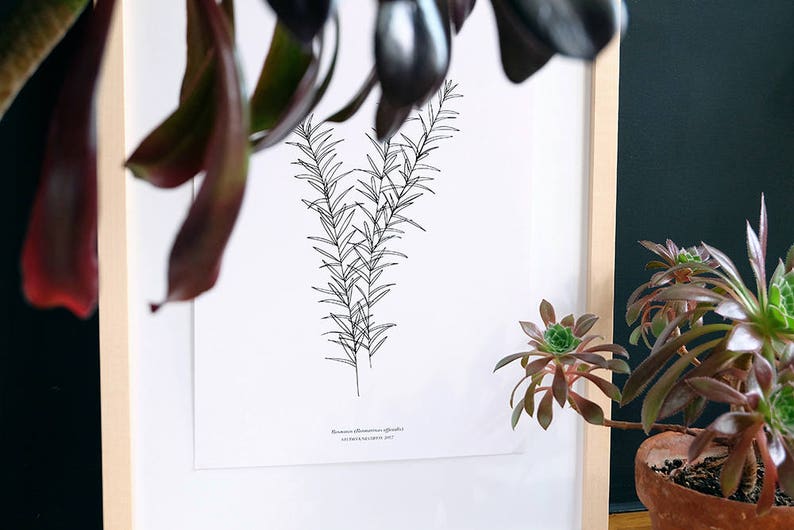 ROSEMARY PRINT, Botanical Print, minimal wall decor, botany print, botanical Illustration, Botanical Wall Art, Kitchen Decor, Gift Idea image 3