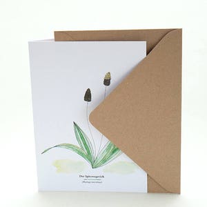 Botanical Greeting Card, RIBWORT, Useful Plants, Wild Herbs, Gardener Gift, Botanical Card, Plant Identification, Plant Lover, Garden Herbs image 4