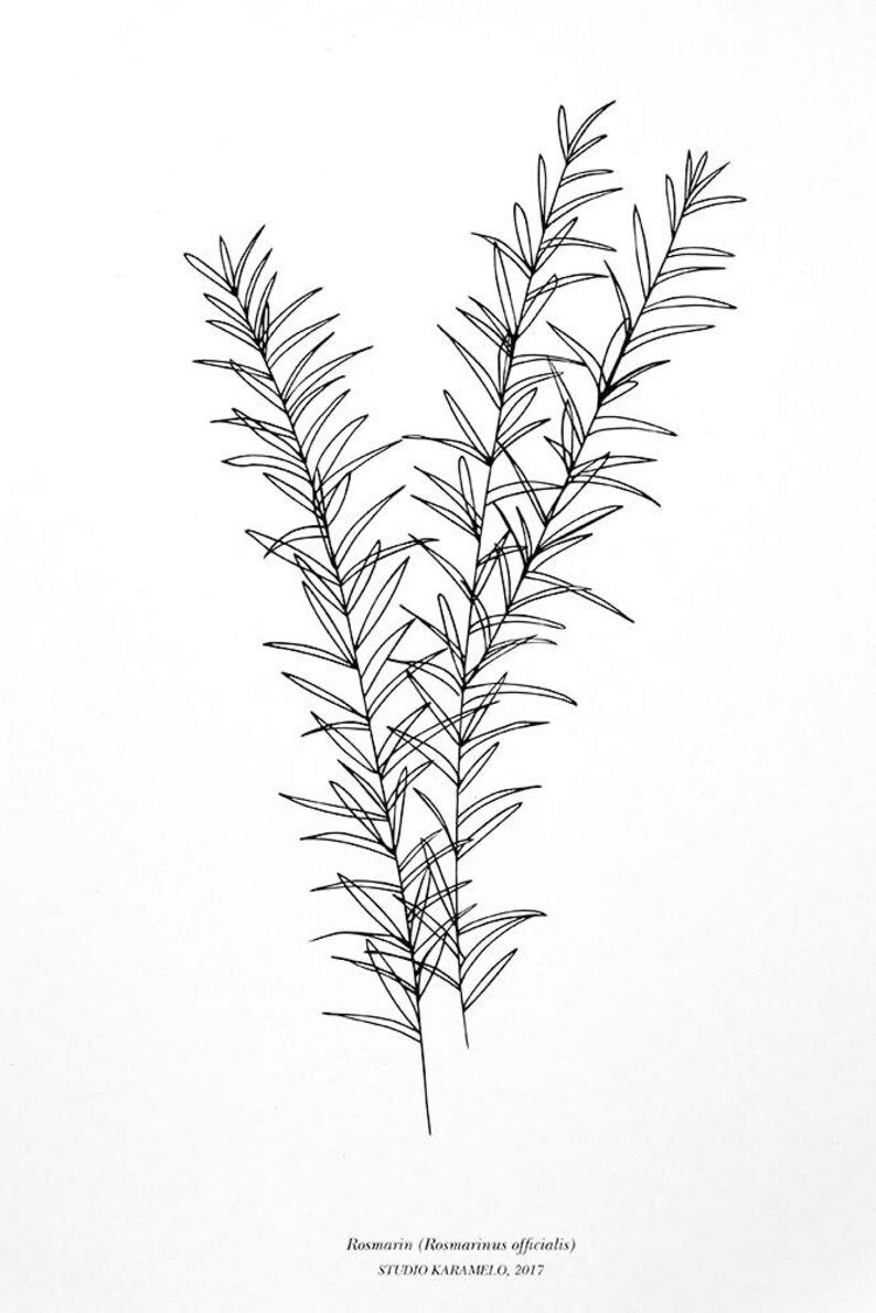 ROSEMARY PRINT, Botanical Print, minimal wall decor, botany print, botanical Illustration, Botanical Wall Art, Kitchen Decor, Gift Idea image 4