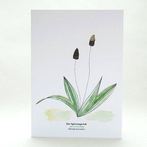 Carte de vœux botanique SUISSE, randonnée aux herbes, plantes sauvages, plantes de cartes de vœux, illustration florale, cadeau pour jardiniers