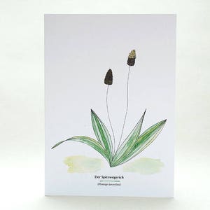 Botanical Greeting Card, RIBWORT, Useful Plants, Wild Herbs, Gardener Gift, Botanical Card, Plant Identification, Plant Lover, Garden Herbs image 1