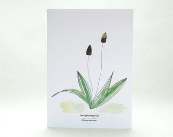 Botanische Grußkarte SPITZWEGERICH, Kräuterwanderung, Wildpflanzen, Grußkarte Pflanzen, florale Illustration, Geschenk für Gärtner