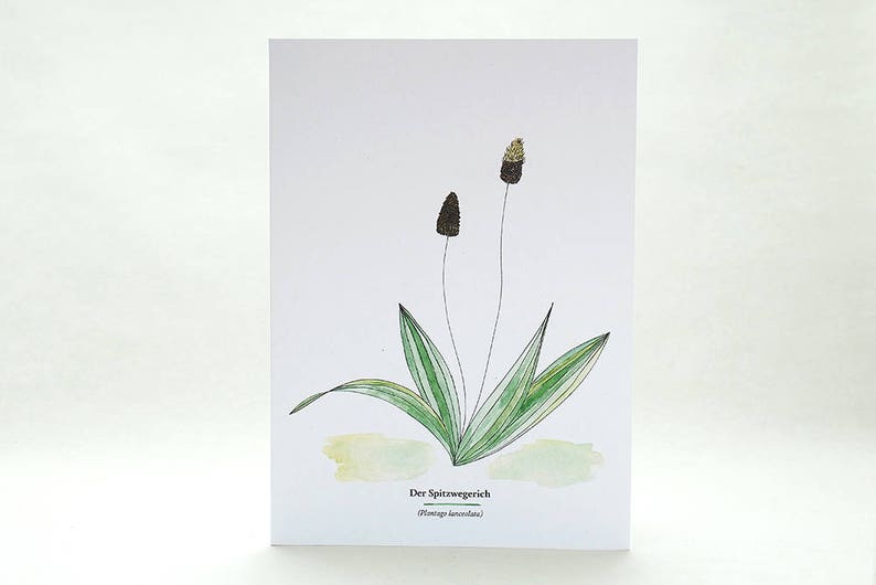 Botanical Greeting Card, RIBWORT, Useful Plants, Wild Herbs, Gardener Gift, Botanical Card, Plant Identification, Plant Lover, Garden Herbs image 1