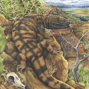 Gila Monster Fine Art Print Colored Pencil Drawing Reptile Art Lizard Venom Venomus Road Runner Skull Desert Vulture image 1