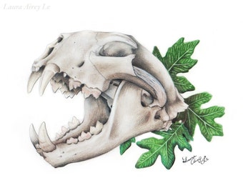 Mountain Lion Skull Etsy