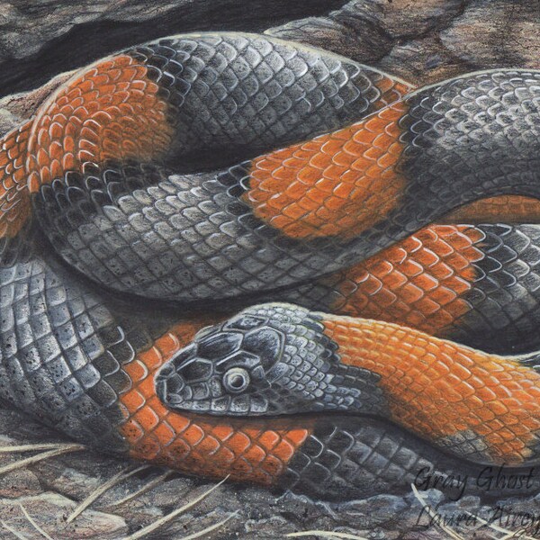 Gray Banded Kingsnake - Fine Art Print- Reptile Colubrid - By Laura Airey Le - Orange Grey Animal