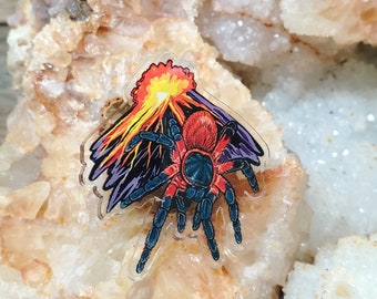 Acrylic Pin - Lava Spider Davus sp 'Panama Tarantula - Made with Recycled Materials - Arachnid Spider Artwork Acai Volcano Volcanic