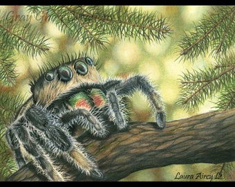 LIMITED EDITION - Holiday Jumping Spider - 11x14 Fine Art Print - By Laura Airey Le - Adorable Jumping Spider Tarantula Christmas