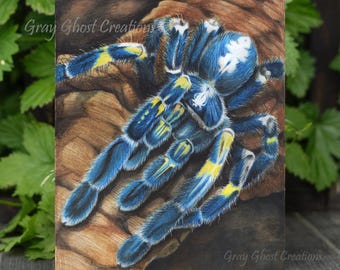 Gooty Sapphire Tarantula Art Print: P. Metallica Blue Spider