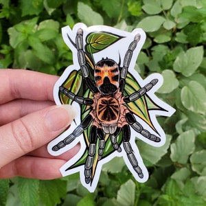 Cyriocosmus leetzi with Leaves Tarantula Sticker - 4 inch glossy sticker - Dwarf Tarantula Insect Bug Arachnid Art Drawing