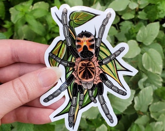 Cyriocosmus leetzi with Leaves Tarantula Sticker - 4 inch glossy sticker - Dwarf Tarantula Insect Bug Arachnid Art Drawing