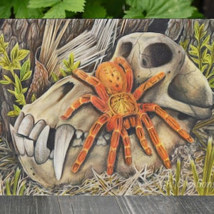 South African Baboons - Orange Baboon Tarantula and Baboon Skull - P. murinus -  Fine Art Print - By Laura Airey Le -