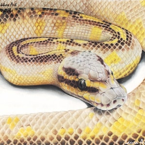 May include: A detailed pencil drawing of a yellow and brown snake with a black and white pattern. The snake is curled up with its head resting on its body. The drawing is signed "Laura Airley Art".