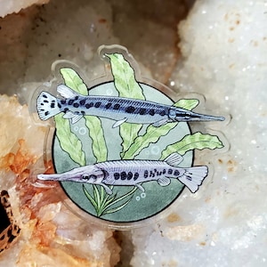 Acrylic Pin - Florida Gar Fish - Made with Recycled Materials - Spotted Florida Alligator Gar Freshwater River Monster Monsters